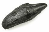 Fossil Sperm Whale (Scaldicetus) Tooth - South Carolina #251077-1